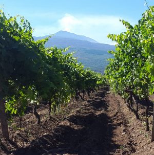 Sicily's Donnafugata to Produce Wines in Etna and Cerasuolo di Vittoria